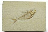 Detailed Fossil Fish (Diplomystus) - Wyoming #363908-1